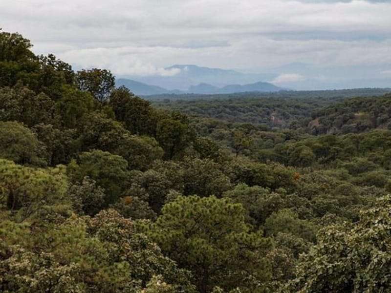 La Primavera Forest Periphery To Be Monitored