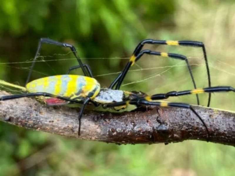 Alerta de invasión de arañas gigantes en los EE. UU.
