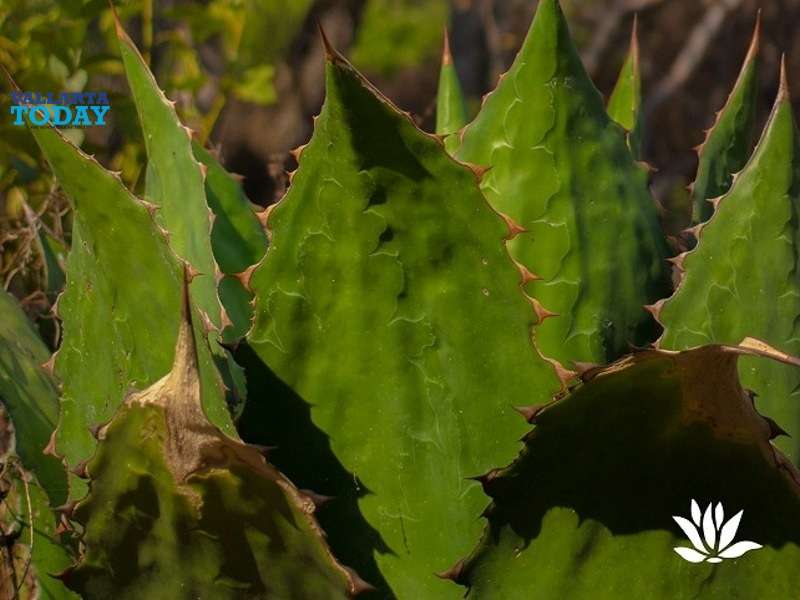 Agave Spirituous And The Landscapes Of Mexico