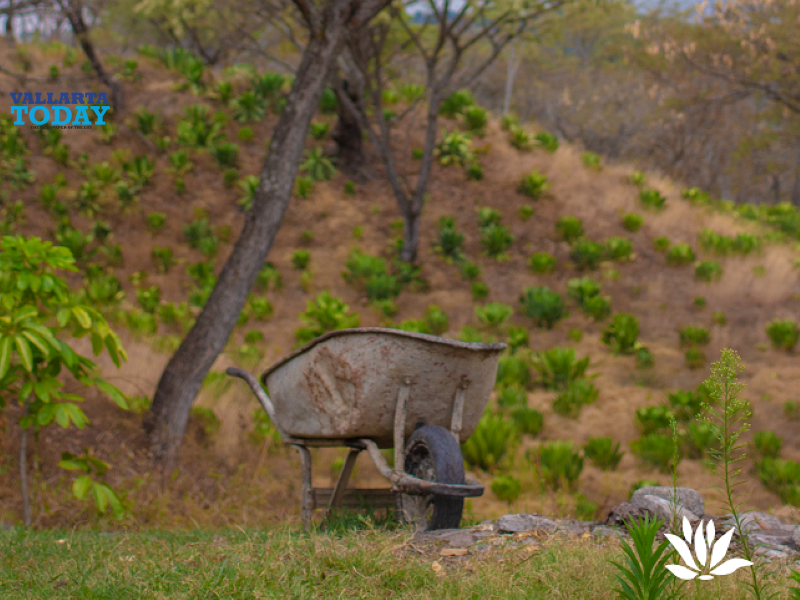 Agave Spirituous And The Landscapes Of Mexico