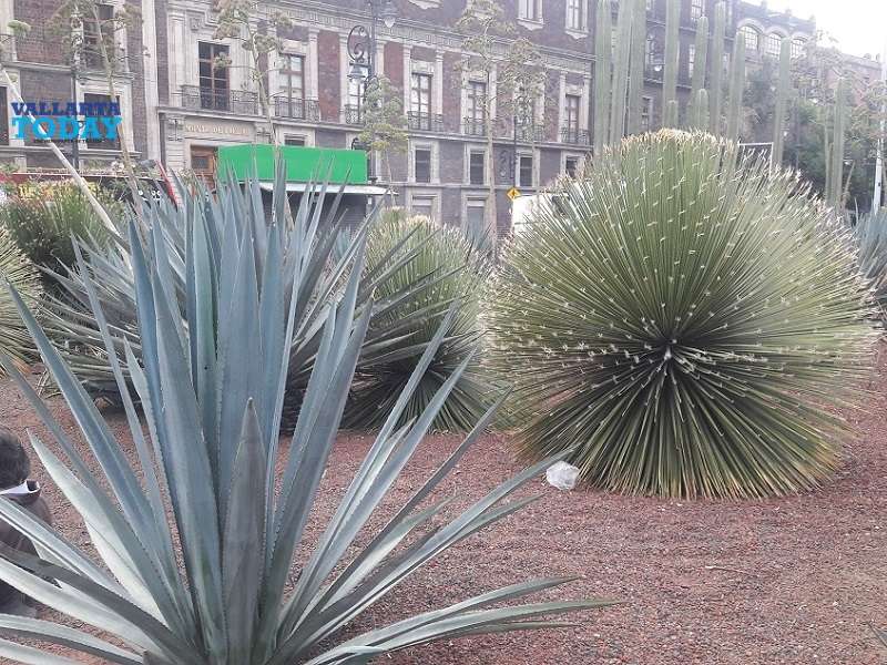 Agave Spirituous And The Landscapes Of Mexico