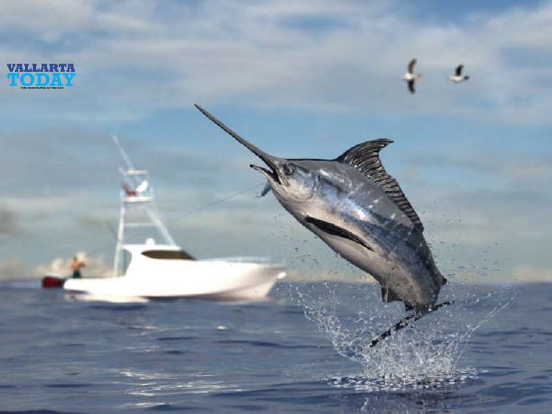 International Fishing Tournament In Vallarta
