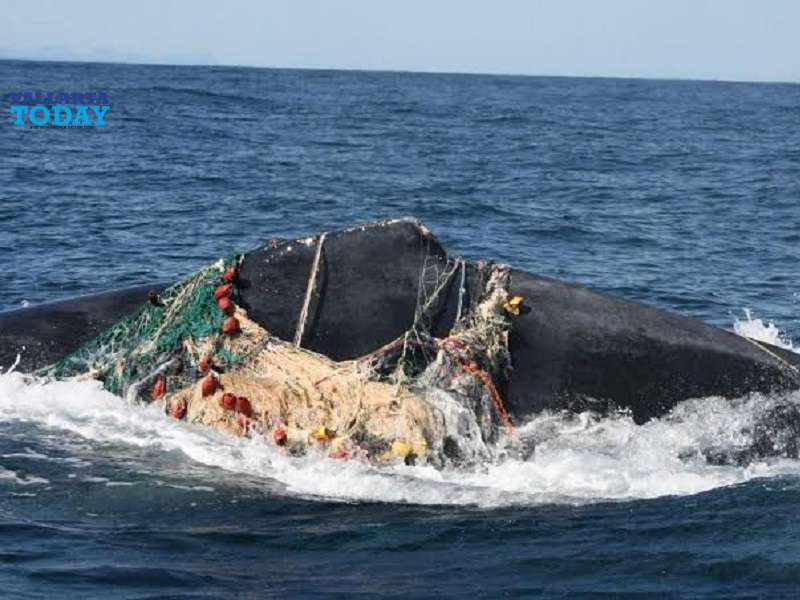 Whale Stranded Near Punta Mita