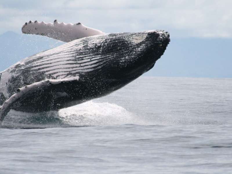 ¡Se acabó la temporada de avistamiento de ballenas!
