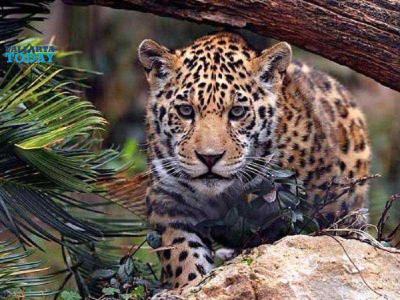 Regrettable Accident On Highway Leaves Jaguar Dead