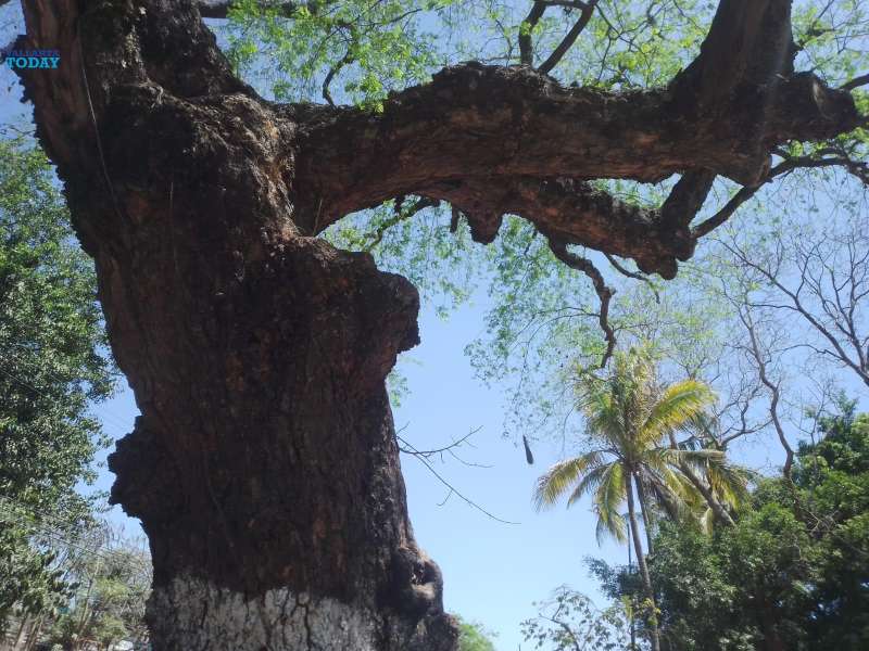 Huacaxtle, The Sacred Tree Of Puerto Vallarta.