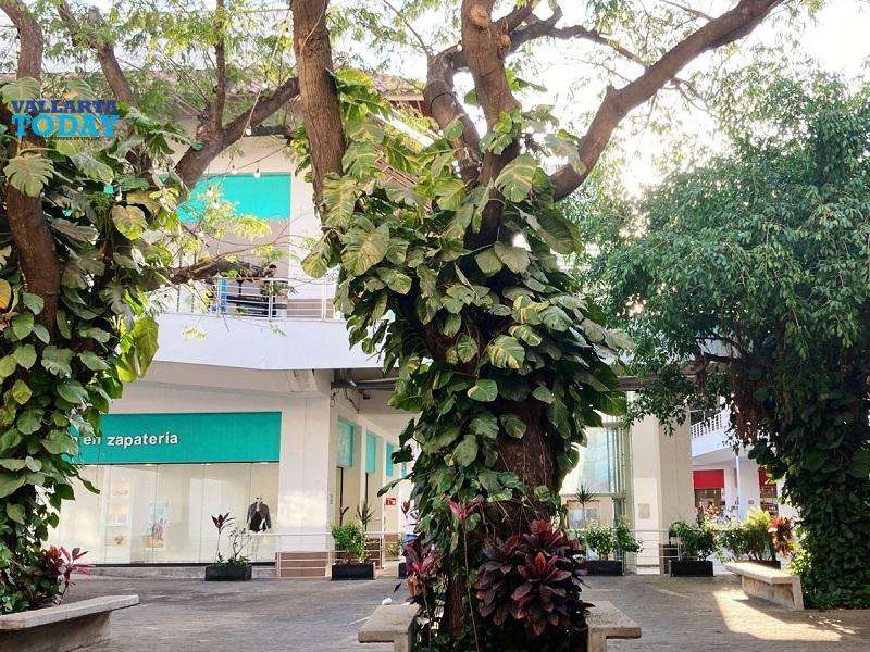 The Importance Of Trees In Puerto Vallarta
