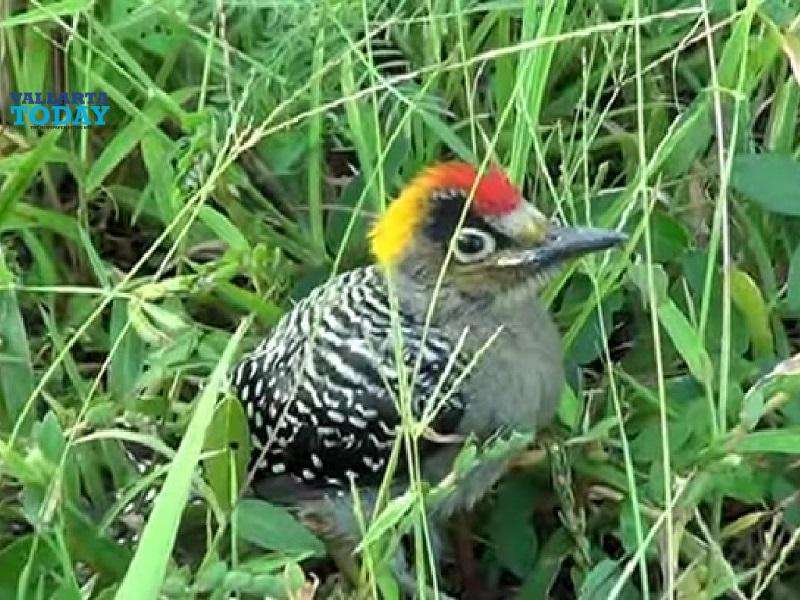 Why Do Woodpeckers Nest In Puerto Vallarta?