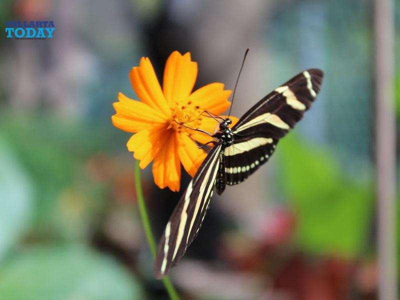 Mariposas: un ciclo de vida fascinante y evolutivo.