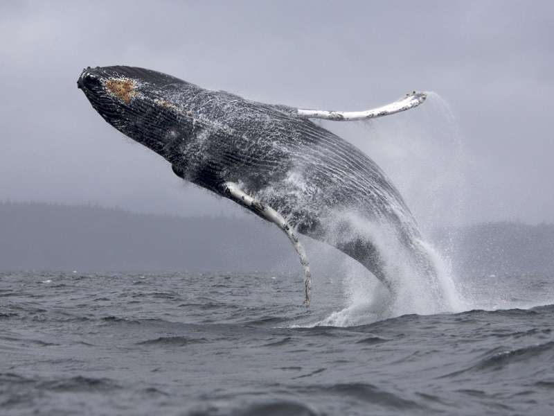 Whales Arrive In Puerto Vallarta