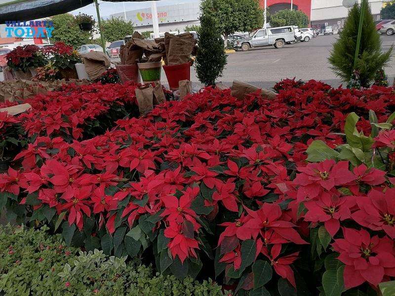 The Most Famous Flower In Vallarta's Decembers