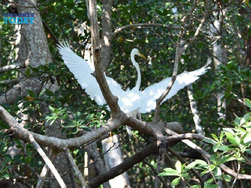 "Leaving The Swamp And Flying To The Sky"