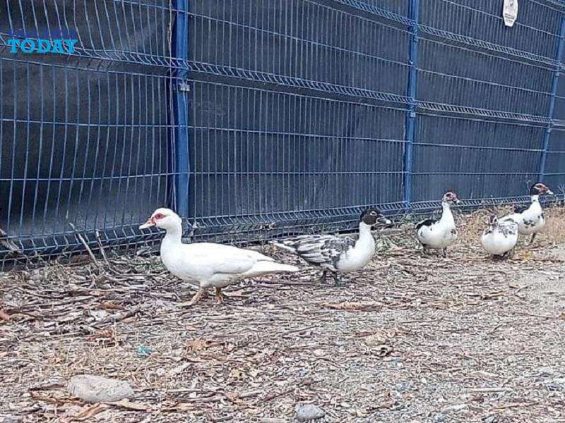 Ducks In Puerto Vallarta