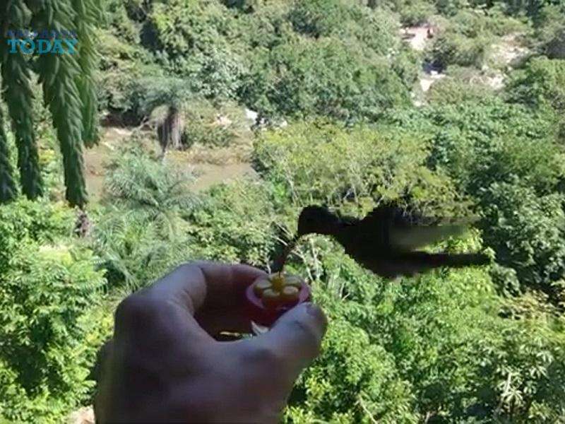 Hummingbird Week In Puerto Vallarta