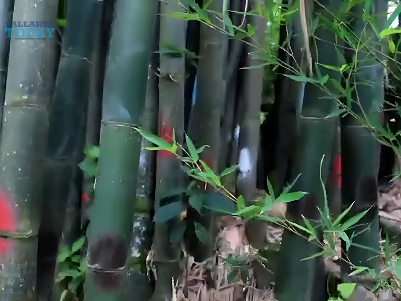 World Bamboo Day In Puerto Vallarta