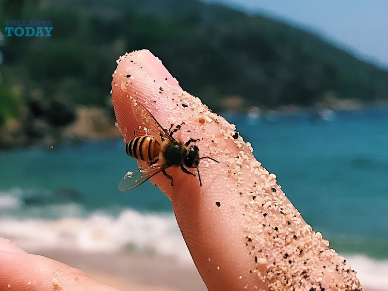 World Bee Day.