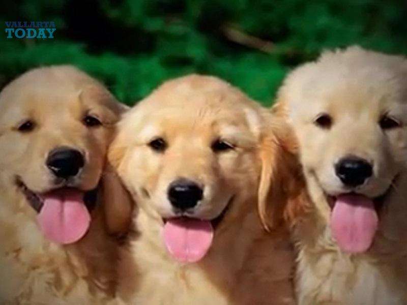 Dog And Cat Sterilization Campaign In Puerto Vallarta