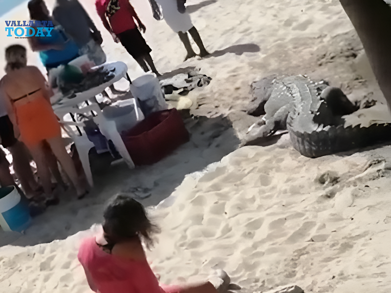 Los cocodrilos se acercan a los turistas en Puerto Vallarta
