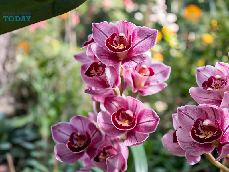 Typical Flowers Of Puerto Vallarta.