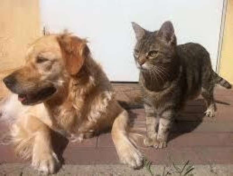 Pet Population Concerns in a Covid Economy