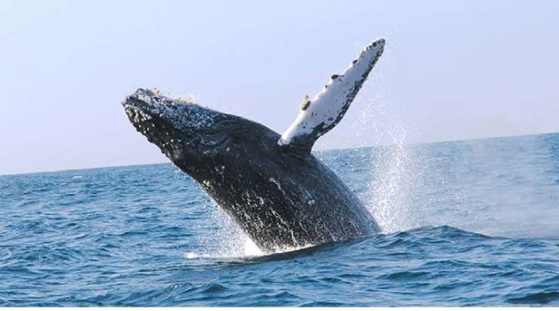 whales, bay, ocean, due, humpback, cetaceans, observed, astrid, whale, biologist, calves, blas, san, watching, tourists, noise, reason, added, incidents, boats