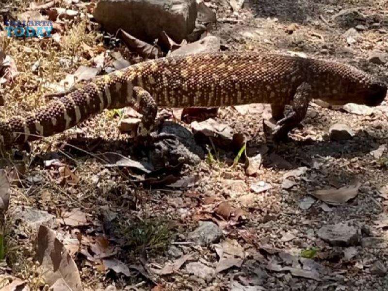 El Enigmático Lagarto Escorpión De Puerto Vallarta&nbsp;
