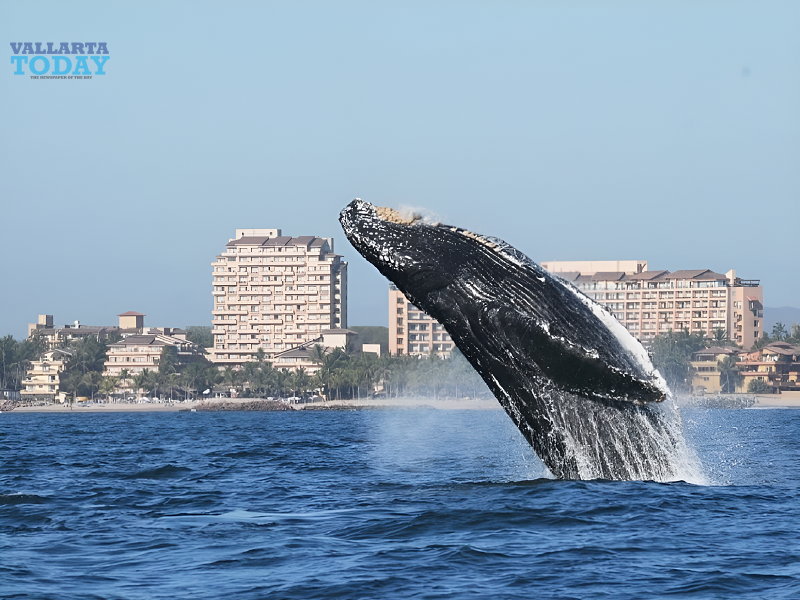 The Whales Have Arrived In Puerto Vallarta