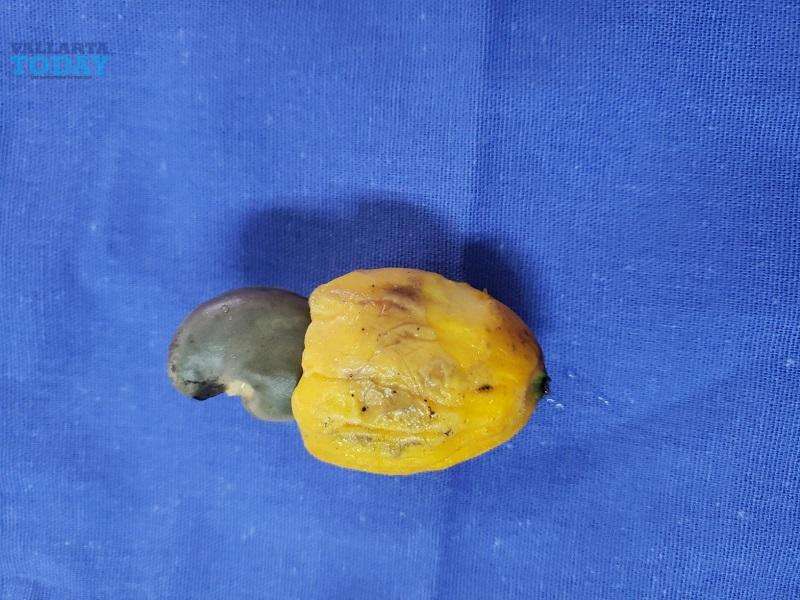 The Little-known Cashew Fruit In Puerto Vallarta