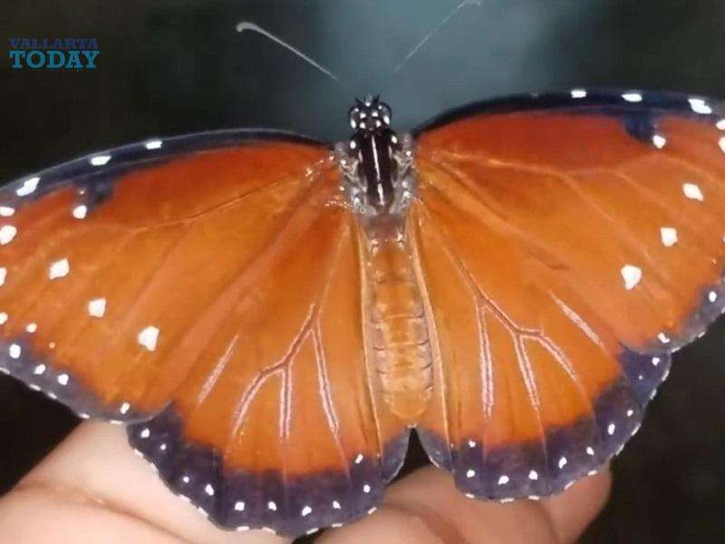 A Beautiful Specimen Of The Queen Butterfly Is Born