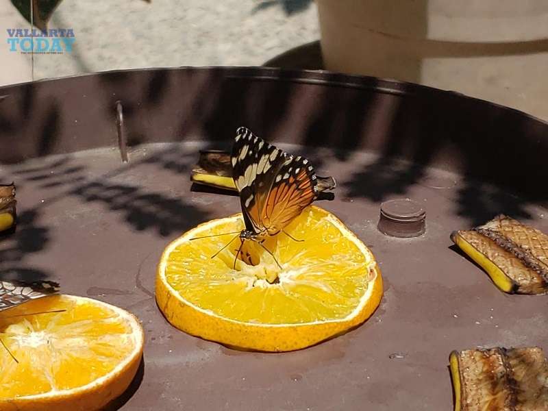 Impressive Butterfly Garden In Puerto Vallarta.
