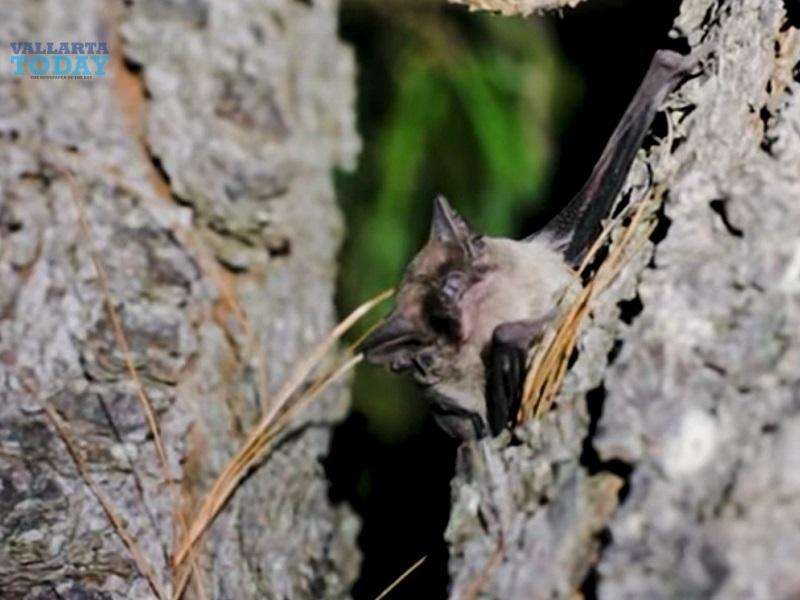 The Molossus Molossus Bats In Puerto Vallarta
