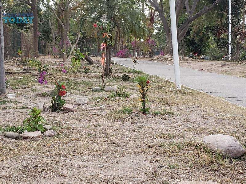 IMAJ Puerto Vallarta Calls For An Initiative To Support Pollination.