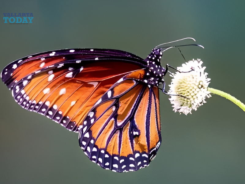 First National Pollinator Festival In Puerto Vallarta