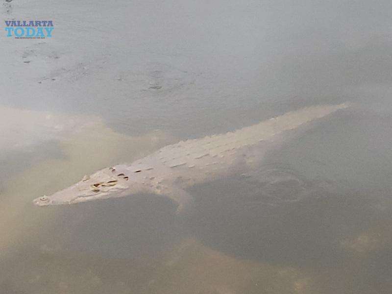 Crocodile In Marina Suffering From Contaminated Water