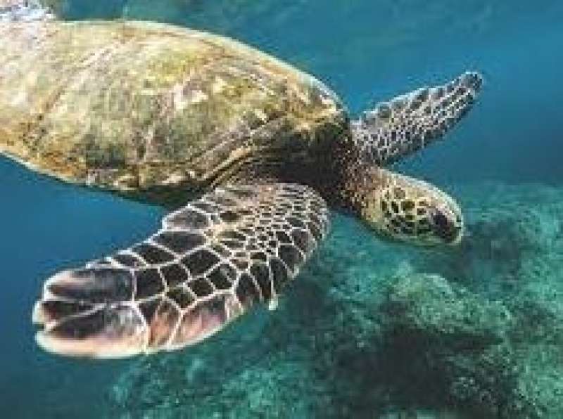 Desafiando la vida de una tortuga marina