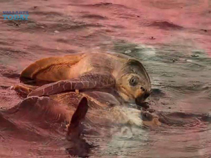 Día Mundial de la Tortuga en Puerto Vallarta 2024.