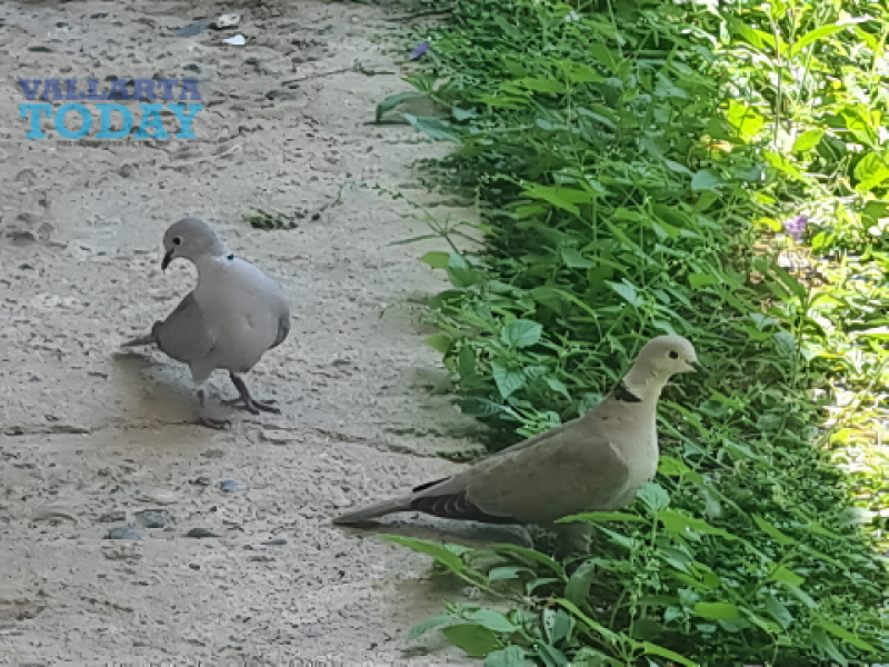 Doves in Puerto Vallarta