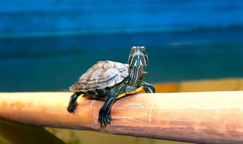 The Vallarta Casquito Is the Only Turtle of Its Kind on Earth and It Nearly Vanished Twice
