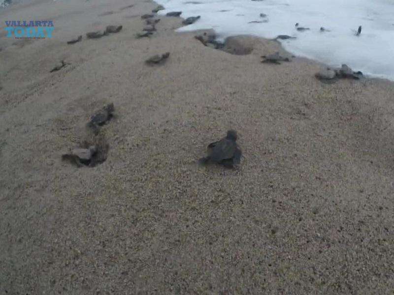 Vallarta Mud Turtle in Critical Danger of Extinction.