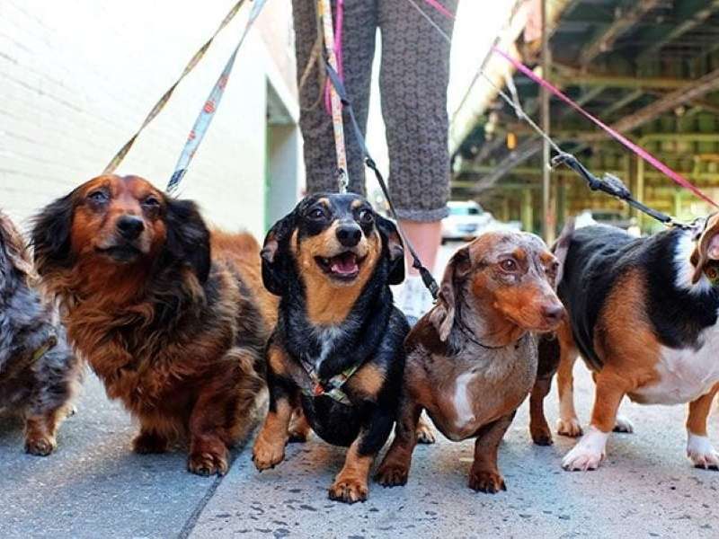 6 Tips For Mastering The Dog Walk