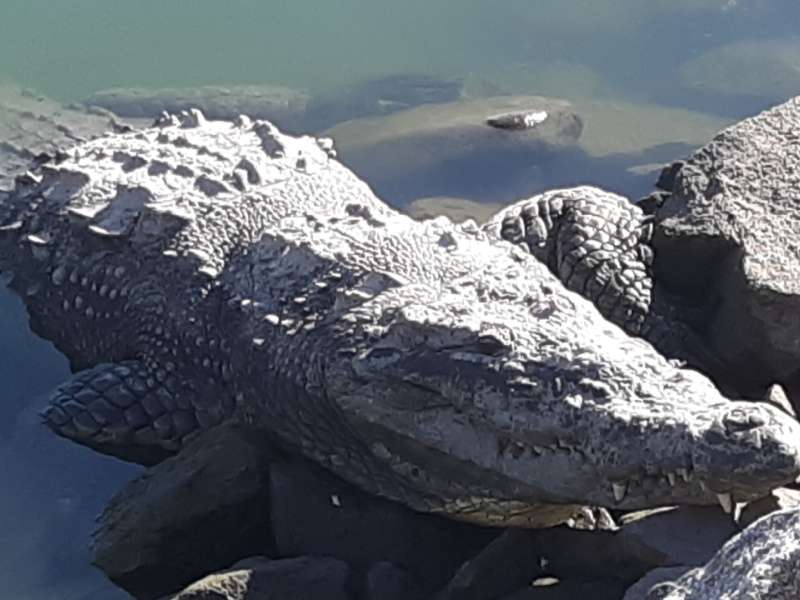Los cocodrilos podrían extinguirse en la región