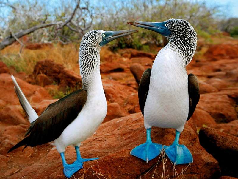 Enjoy Nature and Bird Watching in San Pancho 