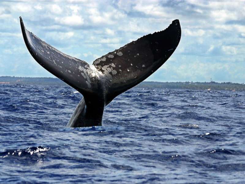 Posibles efectos del turismo en las ballenas investigados