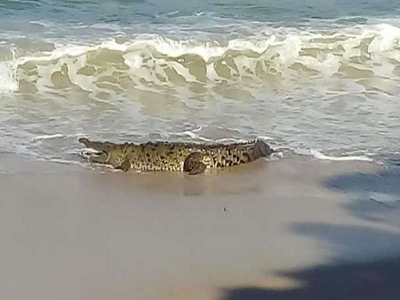 Cocodrilo capturado 