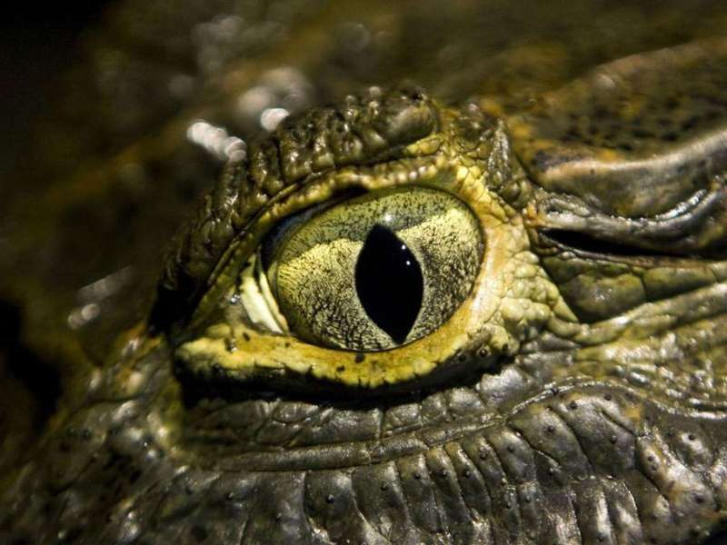 How Does a Crocodile Attack Its Prey?