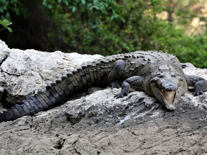 Extreme Vigilance In Nuevo Vallarta Beaches Due To Crocodile Sightings 