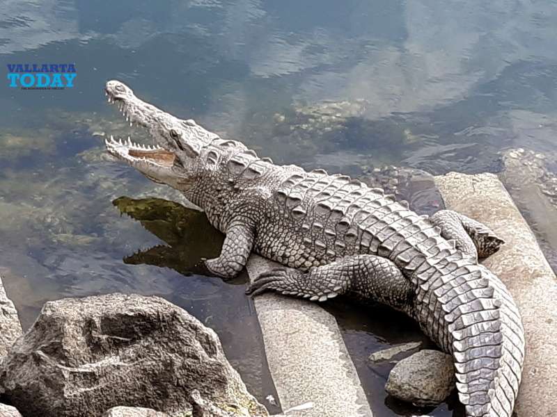 Crocodiles Appear In Pools In Nuevo Vallarta 