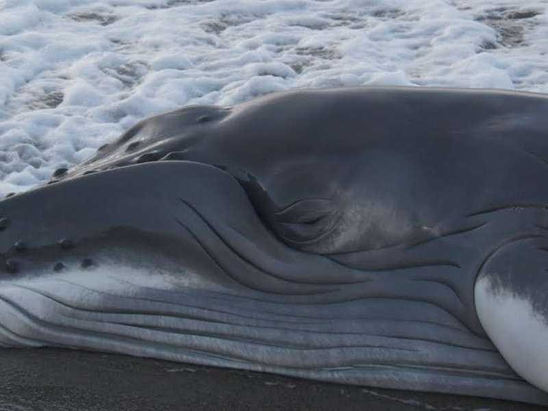 Captains Report That Whales Have Been Killed by Boats  