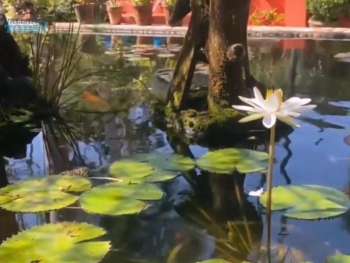 Vallarta Botanical Garden.
