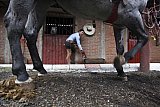 Mexico celebrates the animal at the heart of its cowboy tradition, the 'charrer&iacute;a' horse